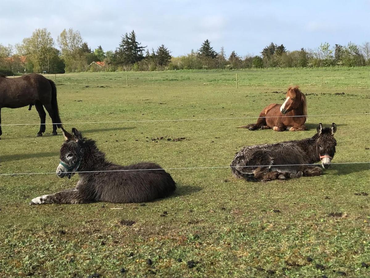 Bb-Vadehavet Ferielejlighed Til 6 Personer Ved Nationalpark Vadehavet Ribe Exteriör bild